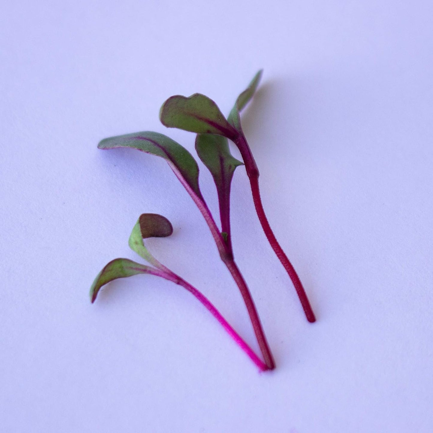 Beet Seeds - Red Round - 1 Lb ~24,000 Seeds - Beta vulgaris - Microgreens Seed - Non-GMO, Heirloom, Open Pollinated, Annual